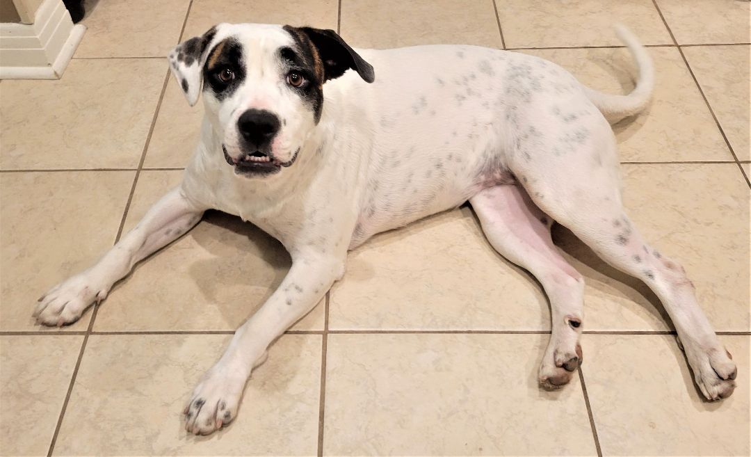 Brandy, a Adoptable mixed breed in Mobile, AL image 5/6