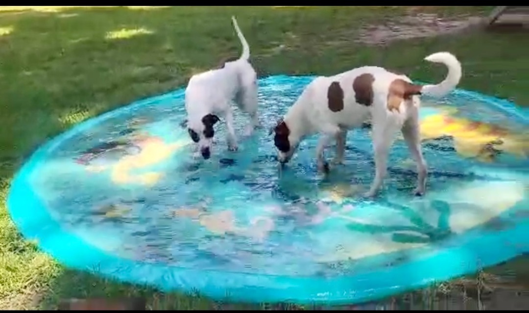 Brandy, a Adoptable mixed breed in Mobile, AL image 6/6