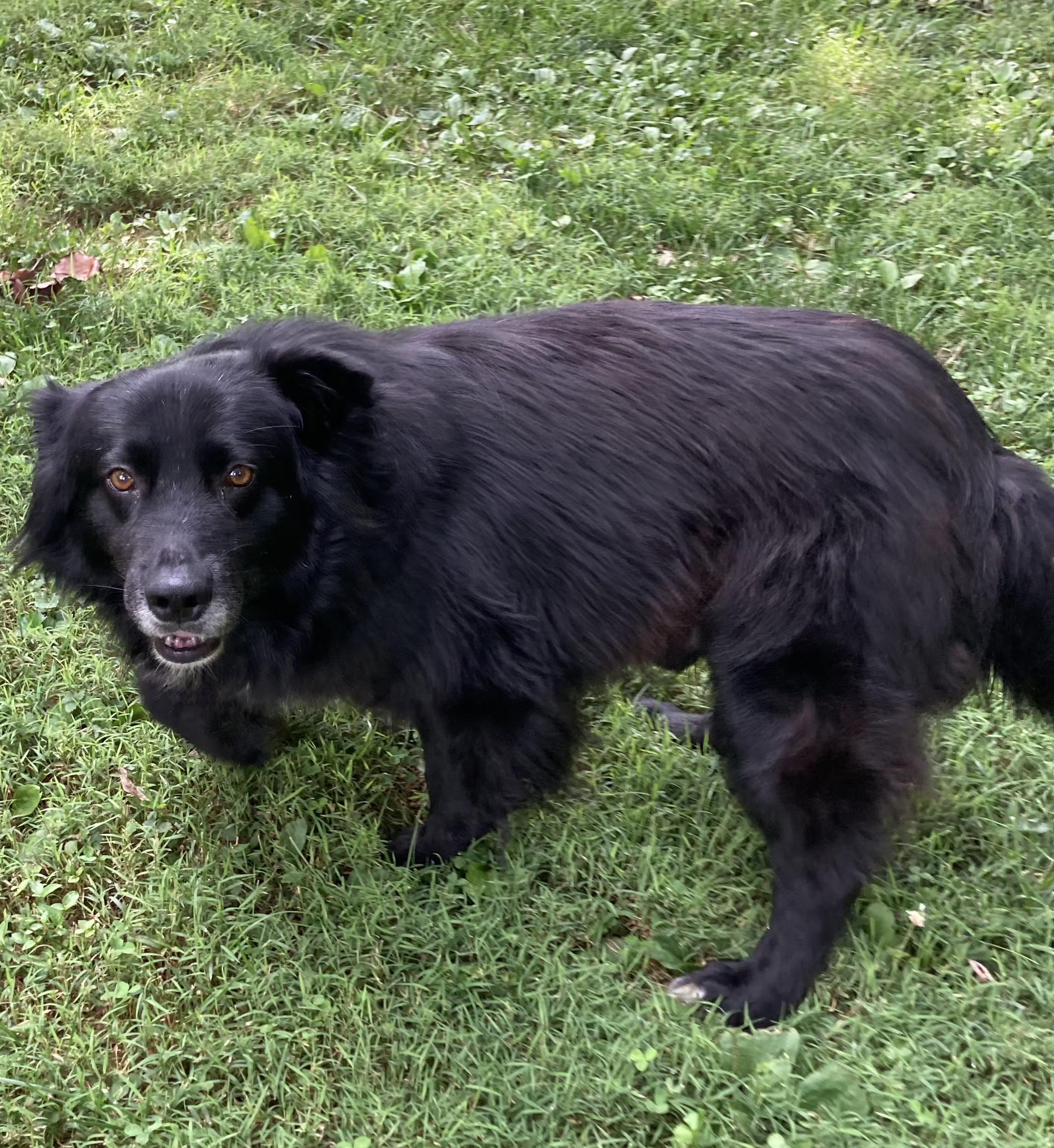 Enlarge Shadow, a ADOPTABLE Border Collie in Lexington, KY image 4/4