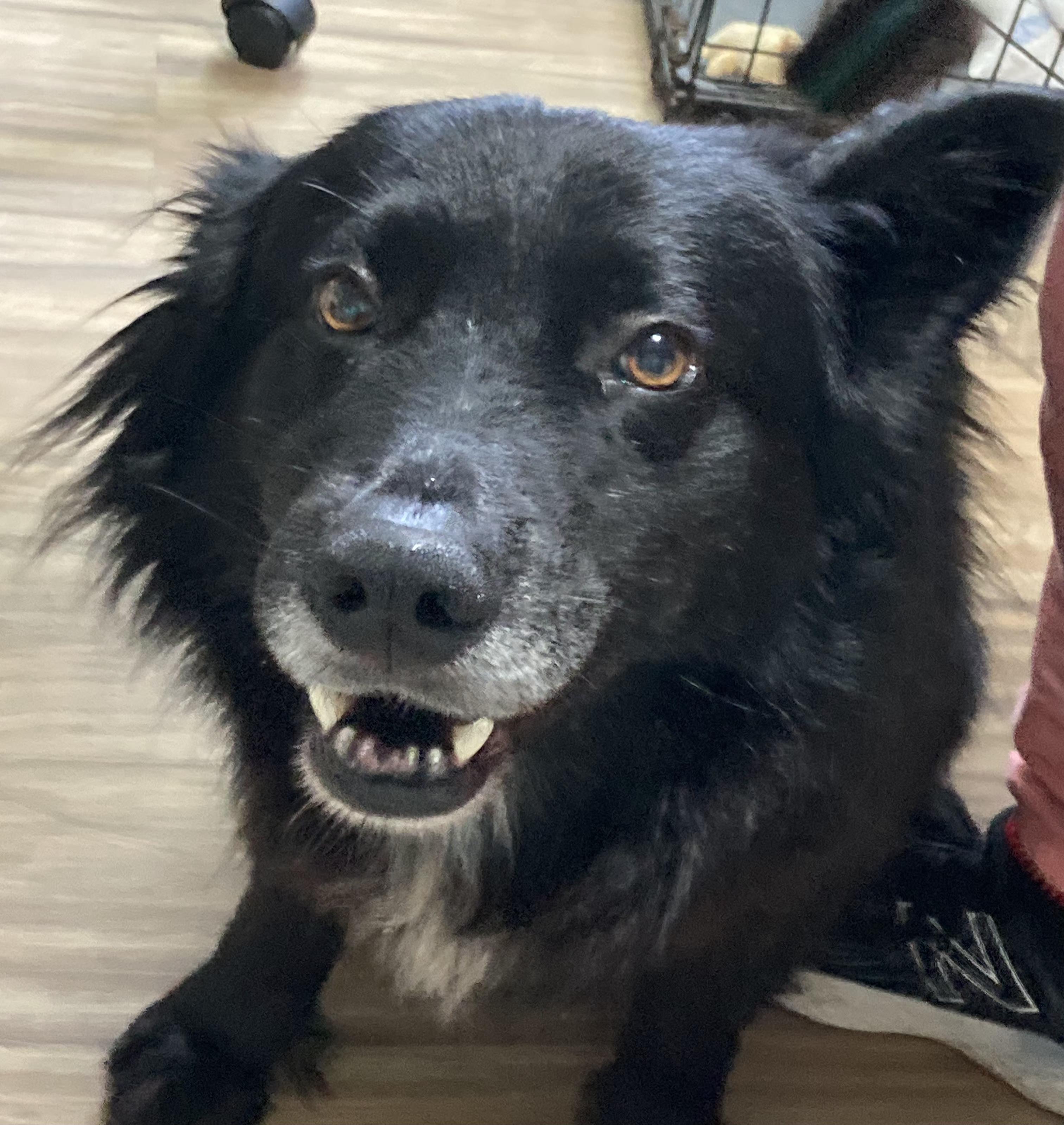 Shadow, ADOPTABLE, Adult Male Border Collie.