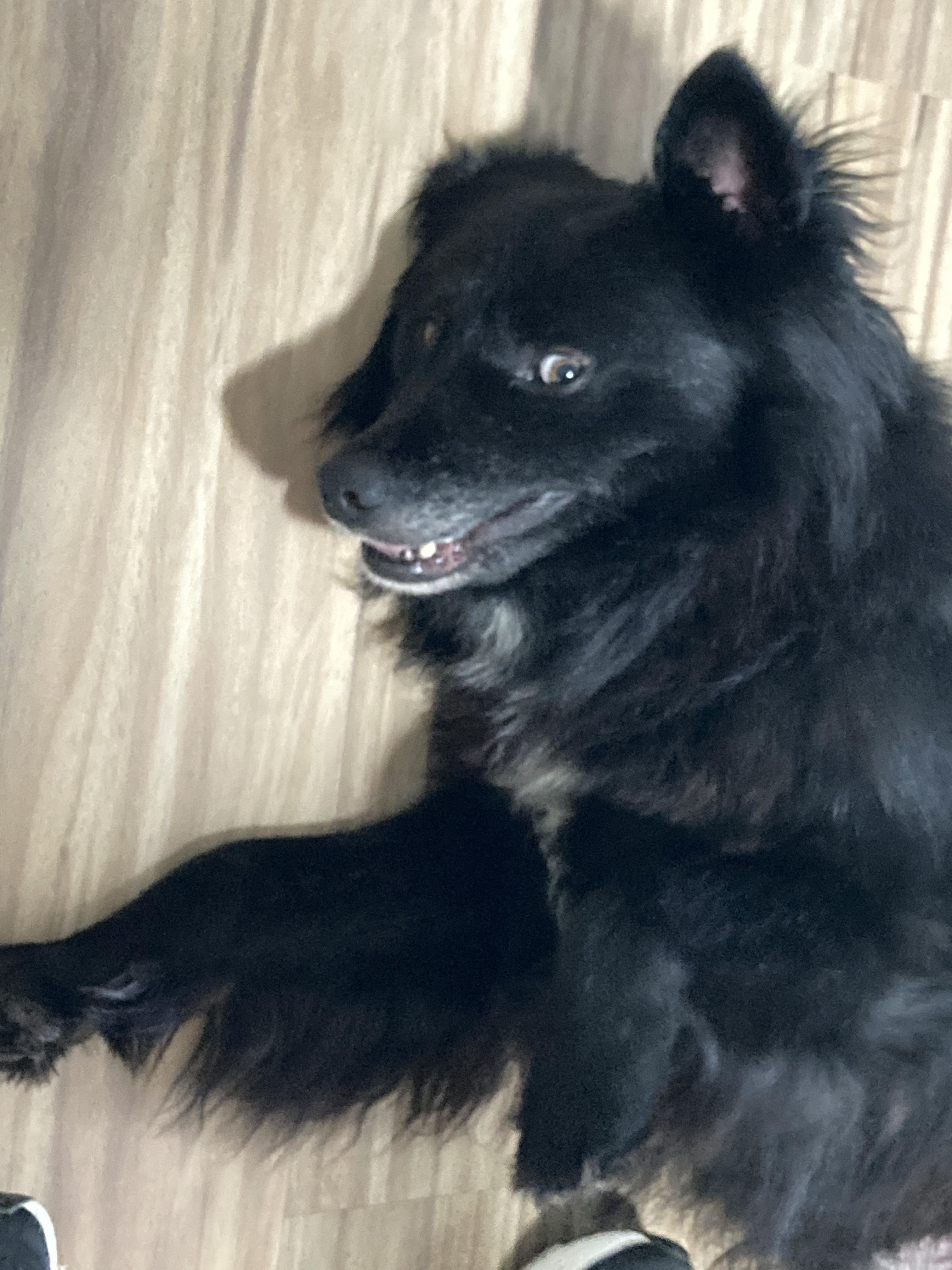 Enlarge Shadow, a ADOPTABLE Border Collie in Lexington, KY image 2/4