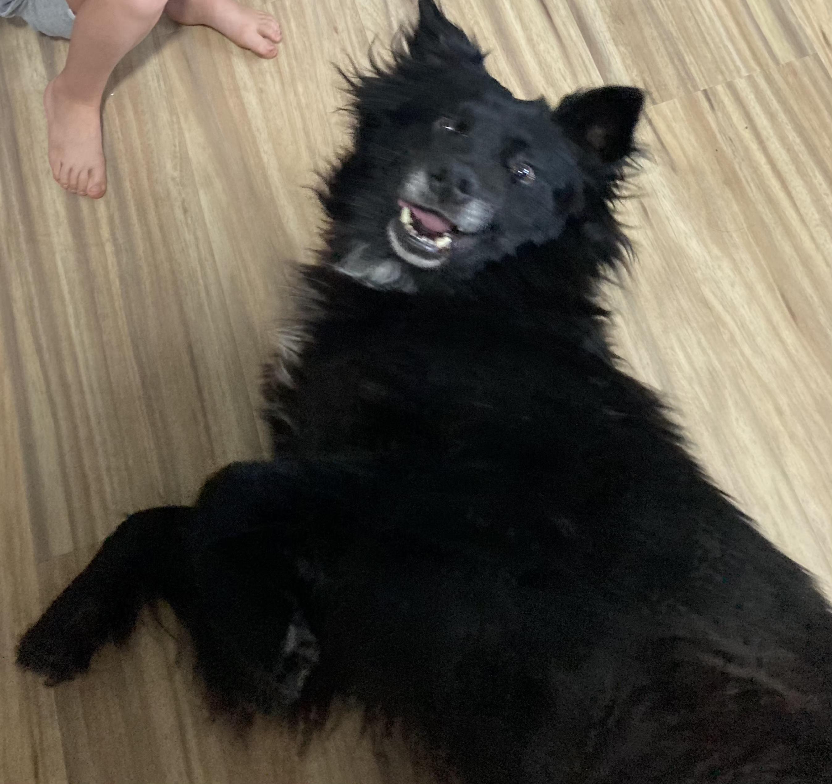 Enlarge Shadow, a ADOPTABLE Border Collie in Lexington, KY image 3/4