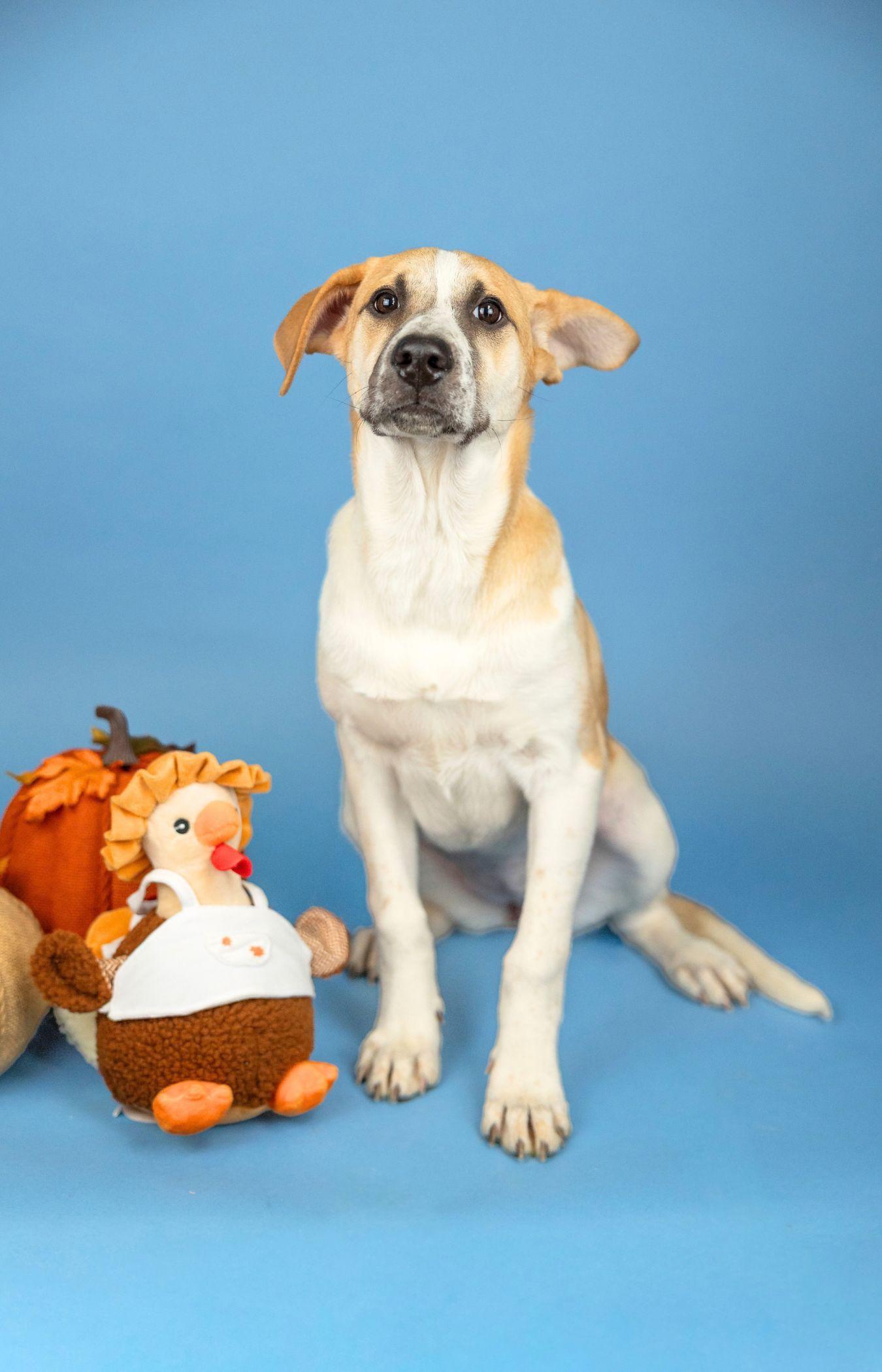 771-26, Adoptable, Puppy Female Shepherd.