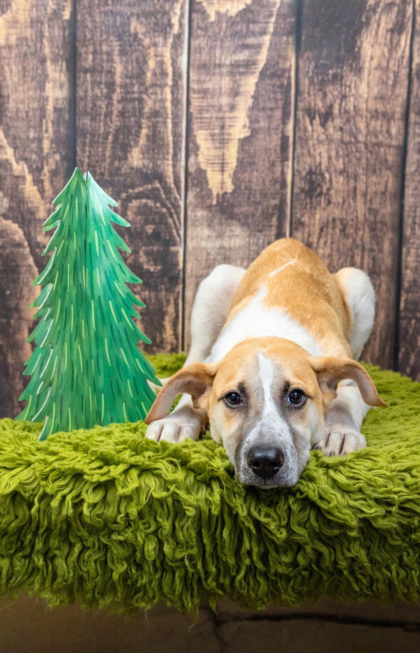 Enlarge 771-26, a Adoptable mixed breed in Brighton, CO image 2/2