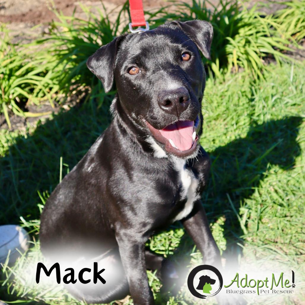 Mack-Paws Behind Bars Trained, Adult Male unknown