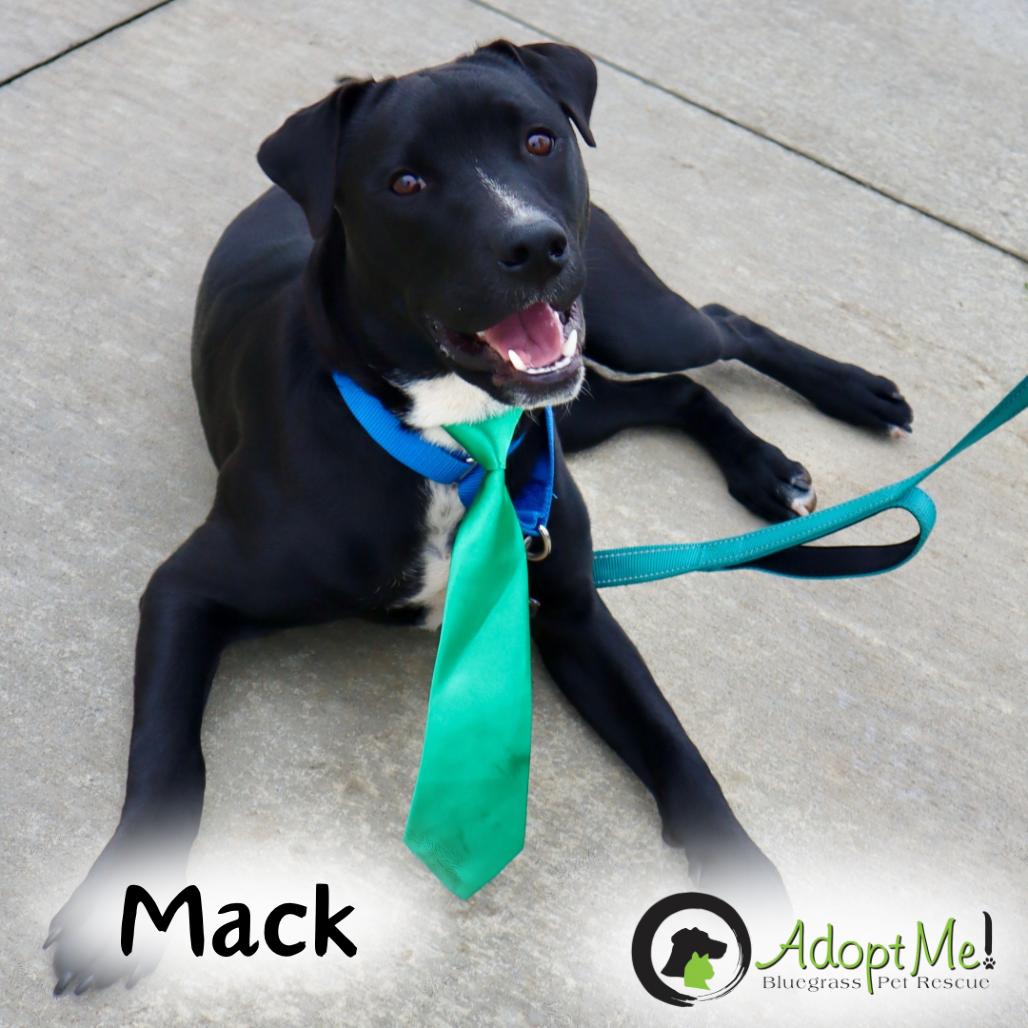 Mack-Paws Behind Bars Trained photo 2