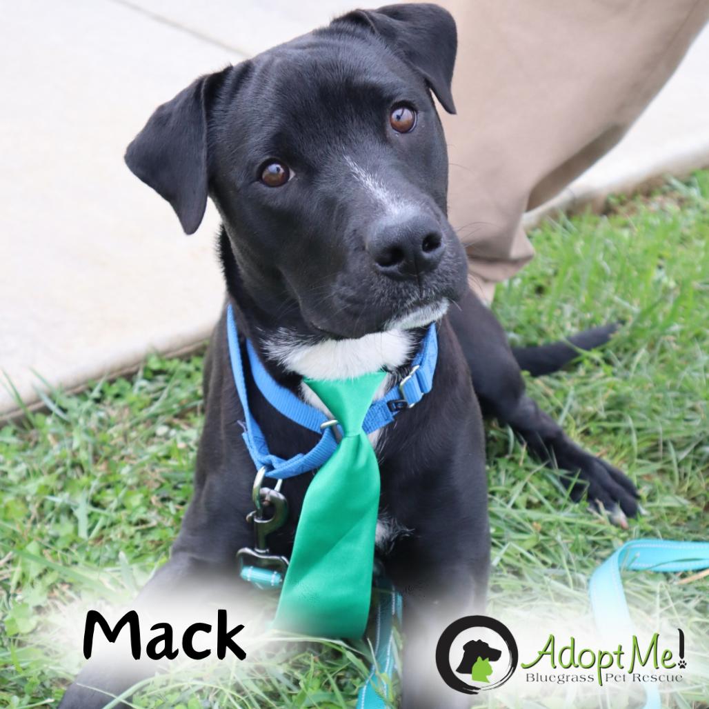 Mack-Paws Behind Bars Trained photo 4