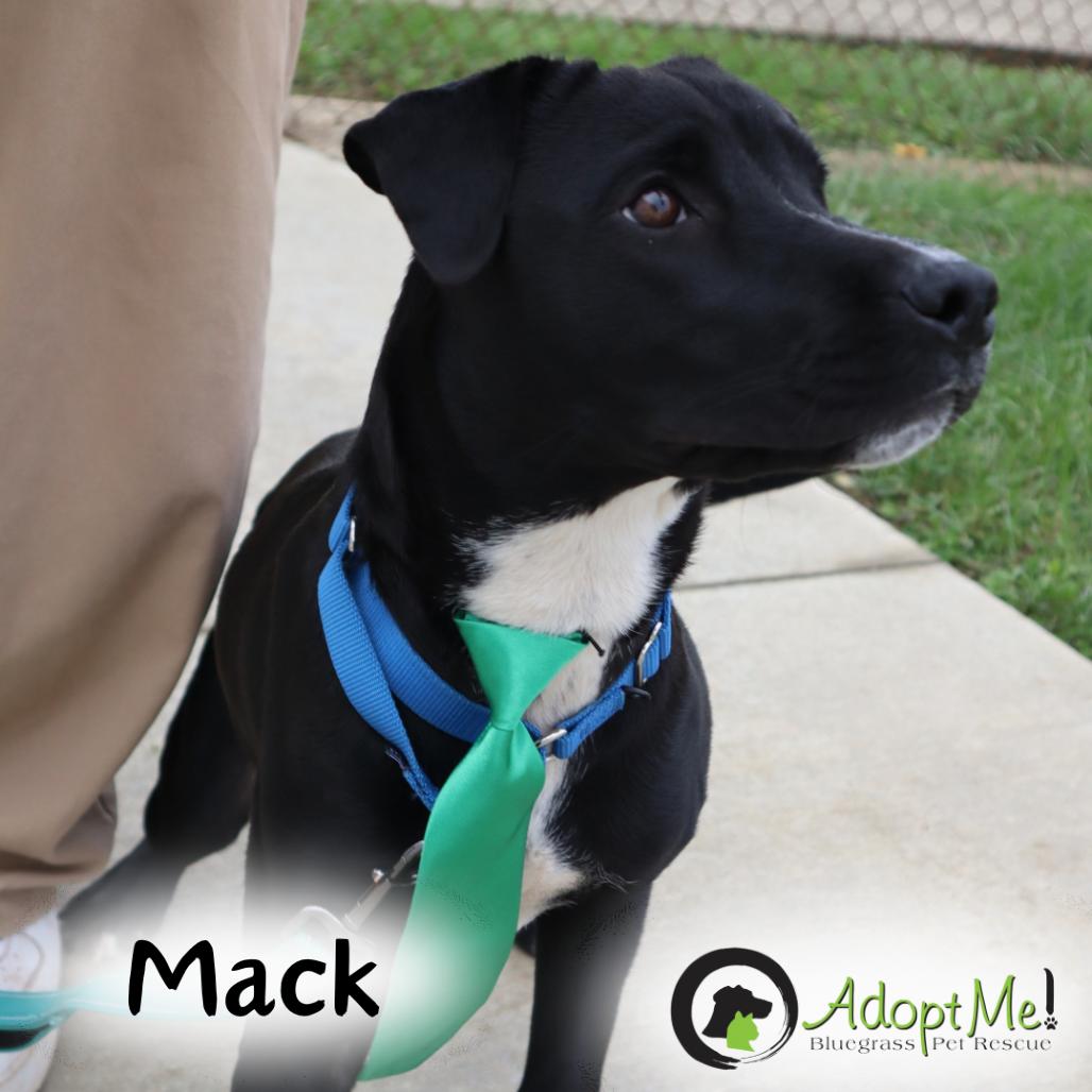Mack-Paws Behind Bars Trained photo 3
