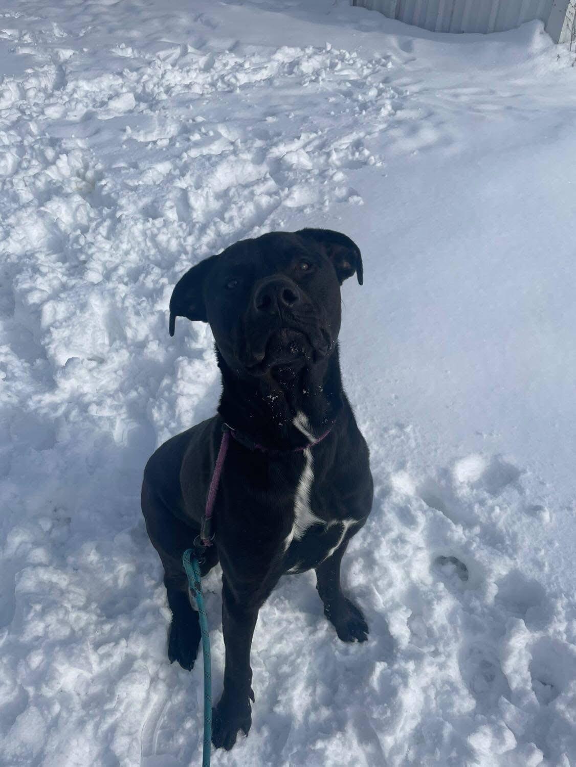 Enlarge Bear, a Adoptable mixed breed in Roachdale, IN image 4/4