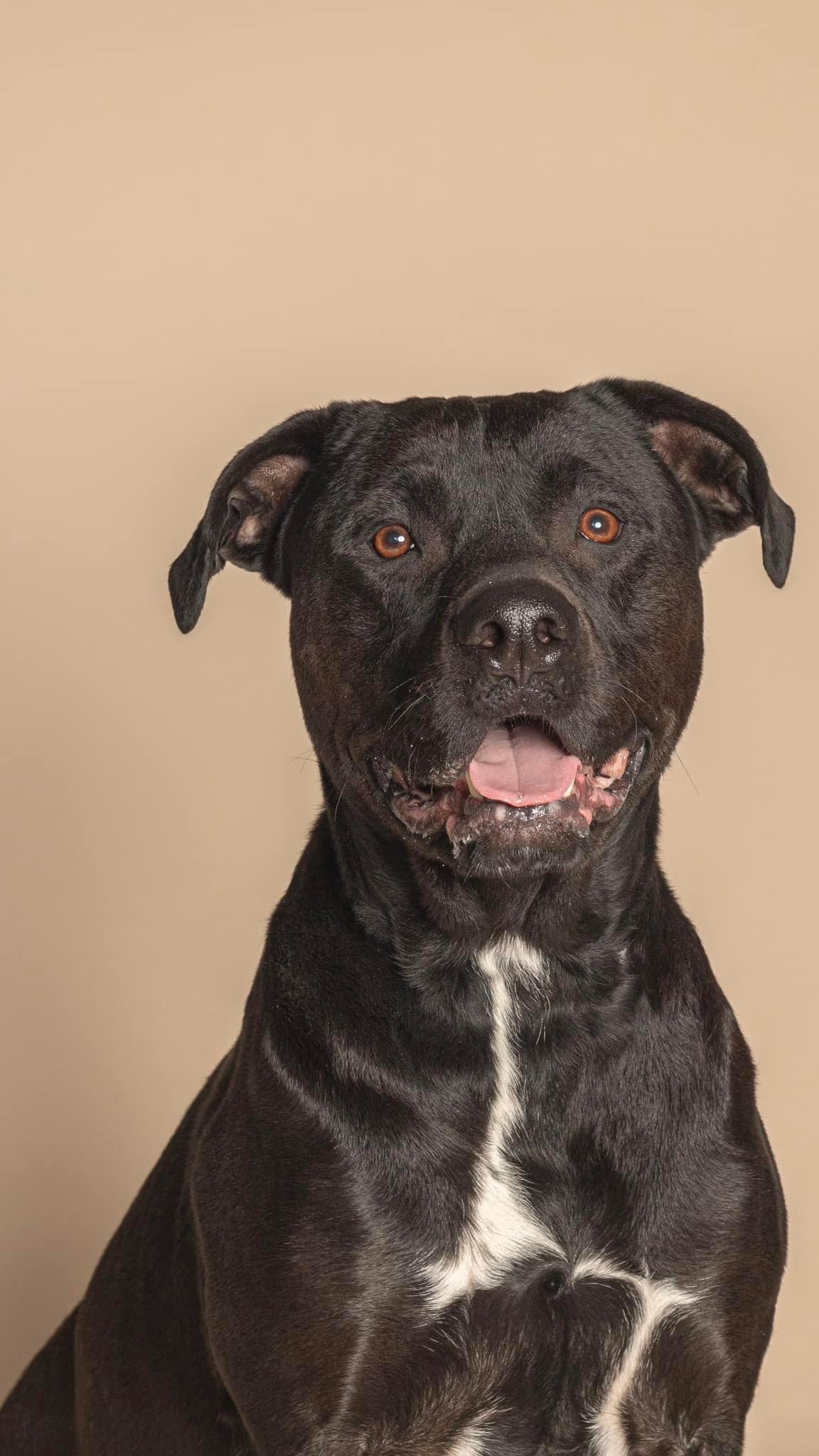 Enlarge Bear, a Adoptable mixed breed in Roachdale, IN image 1/4