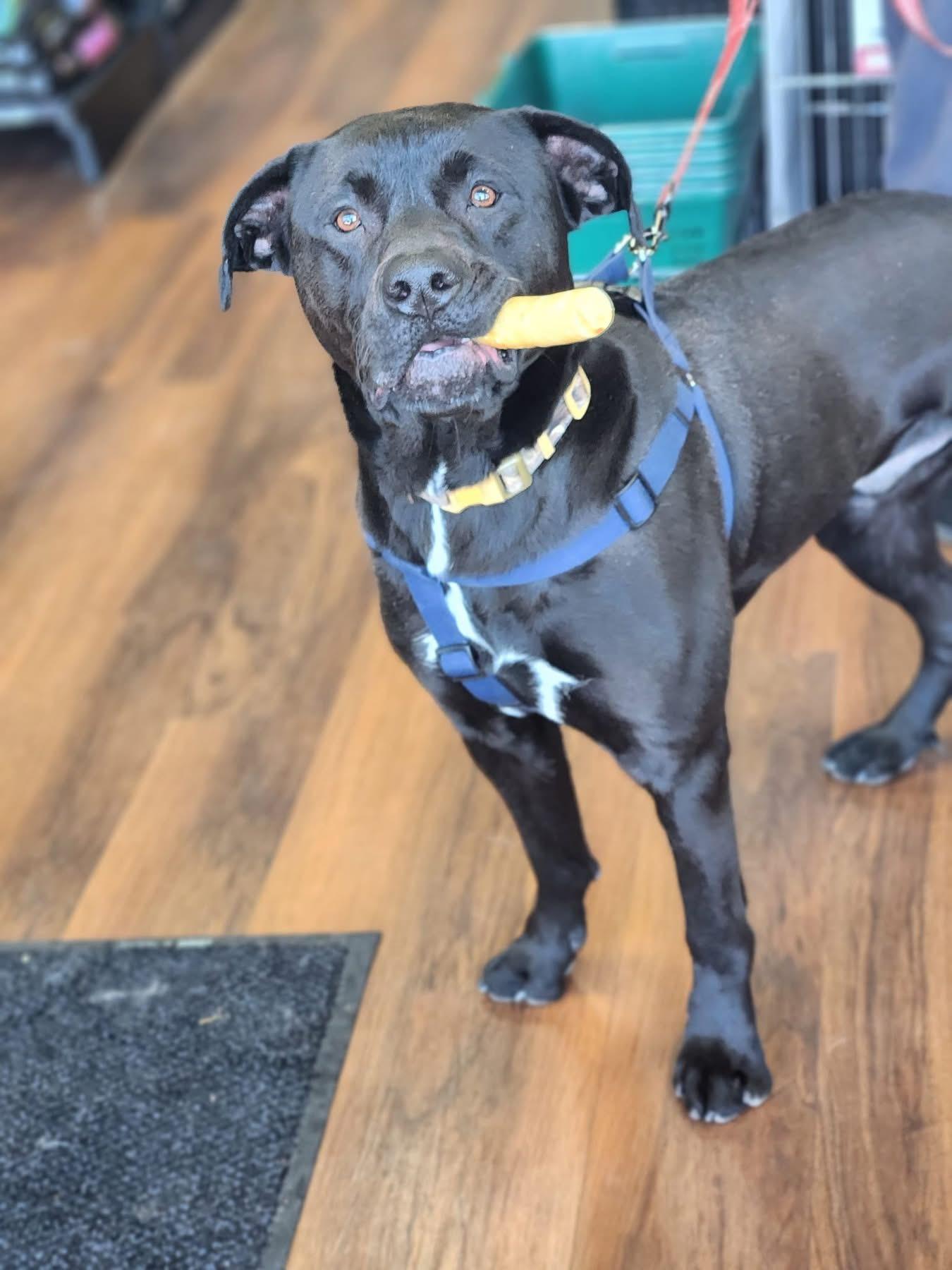 Enlarge Bear, a Adoptable mixed breed in Roachdale, IN image 3/4