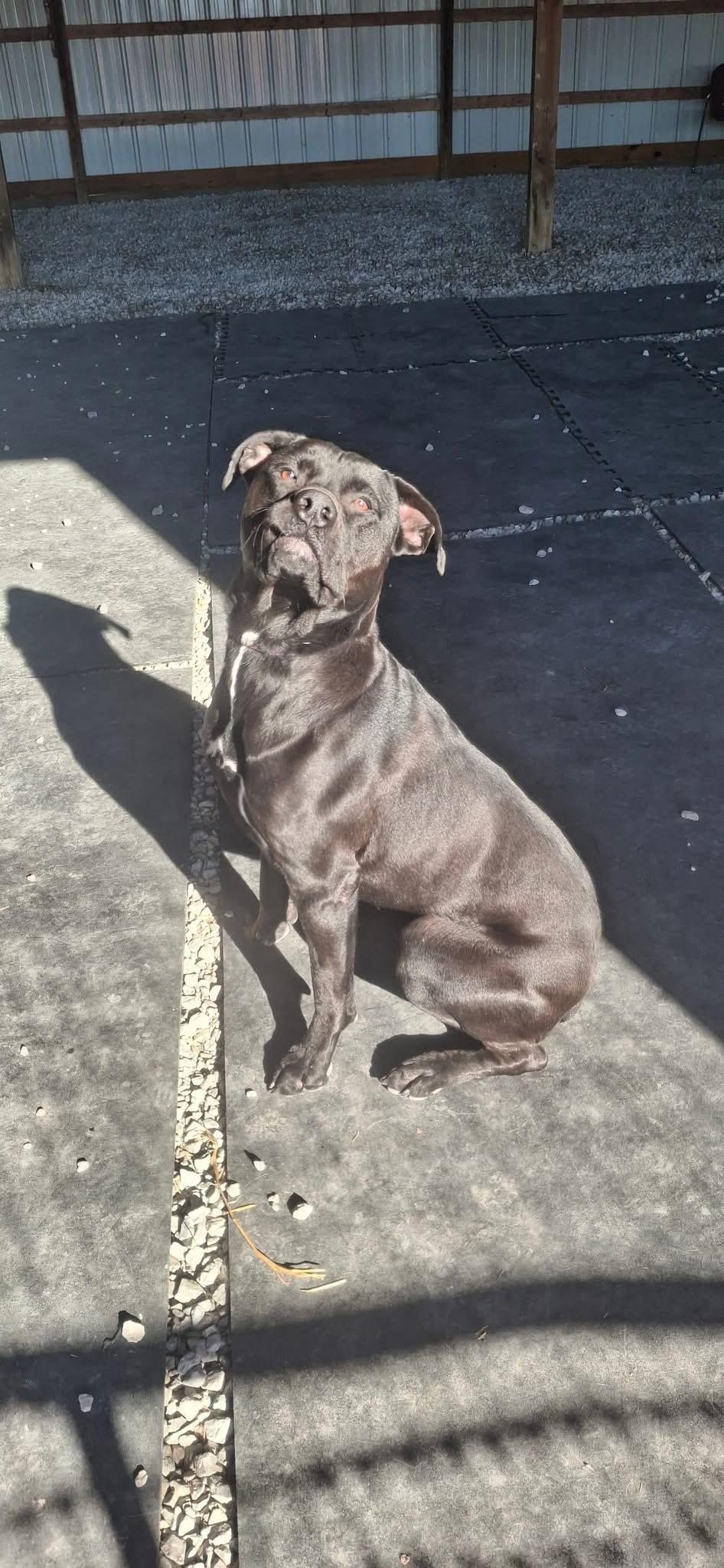 Enlarge Bear, a Adoptable mixed breed in Roachdale, IN image 2/4