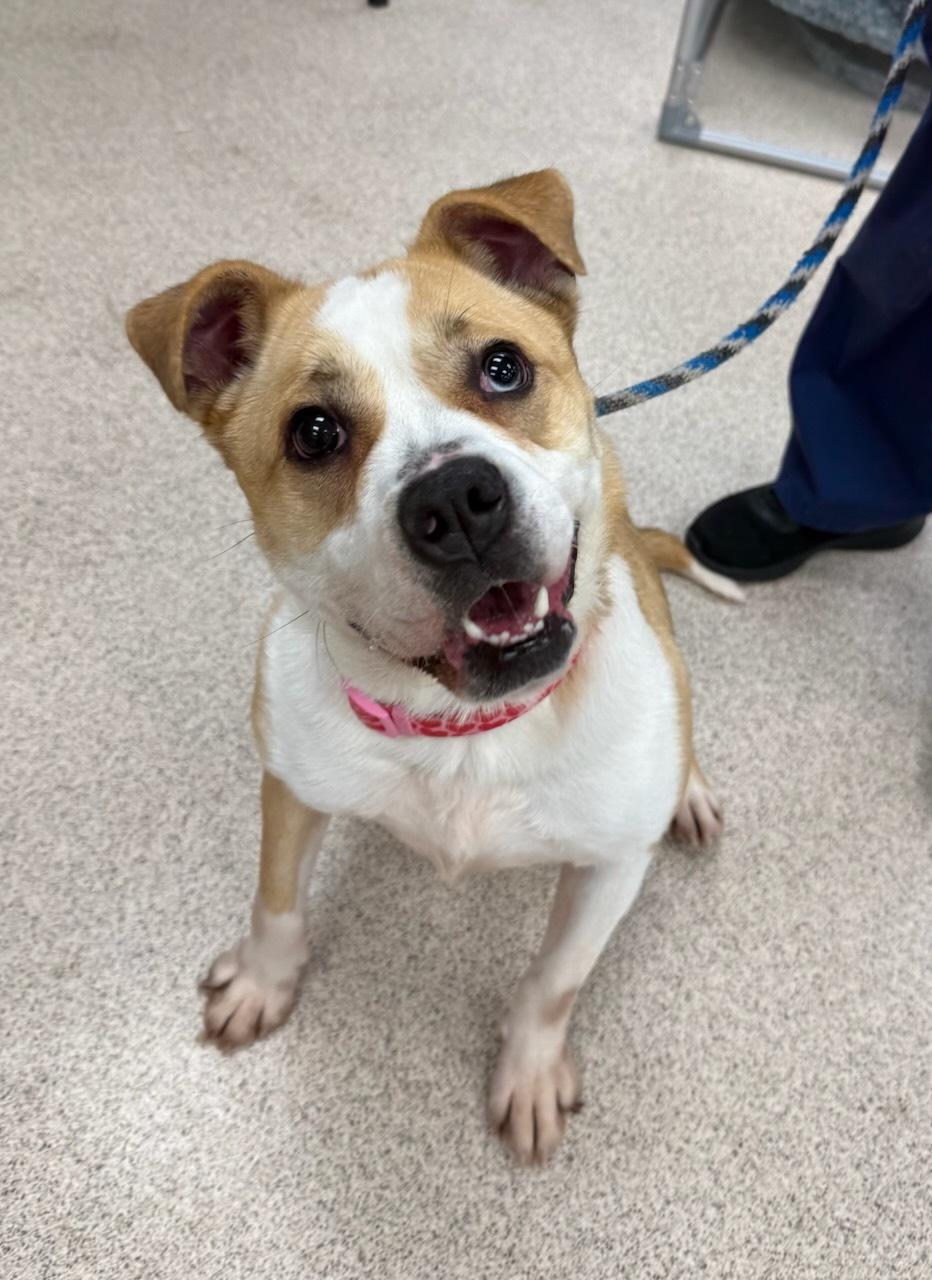 Coco Bell, adopted, Adult Female Australian Shepherd & Bulldog.
