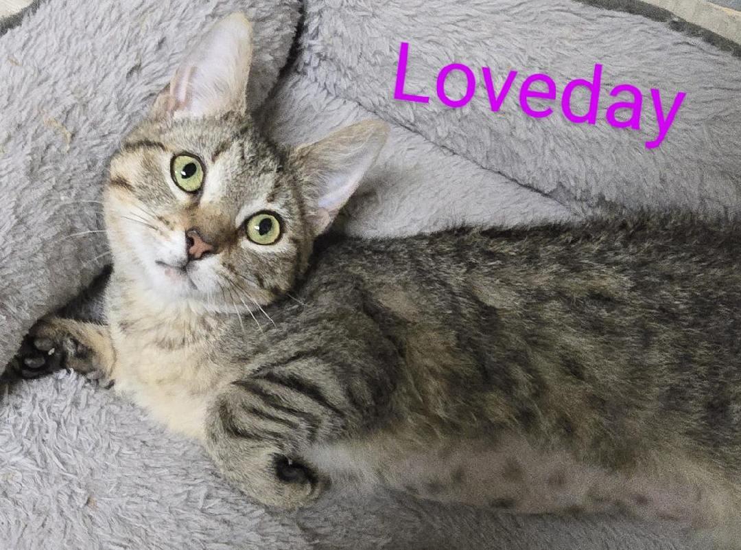 Loveday, an adopted mixed breed in Las Cruces, NM image 2/2