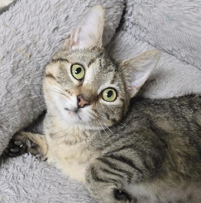 Loveday, an adopted mixed breed in Las Cruces, NM image 1/2