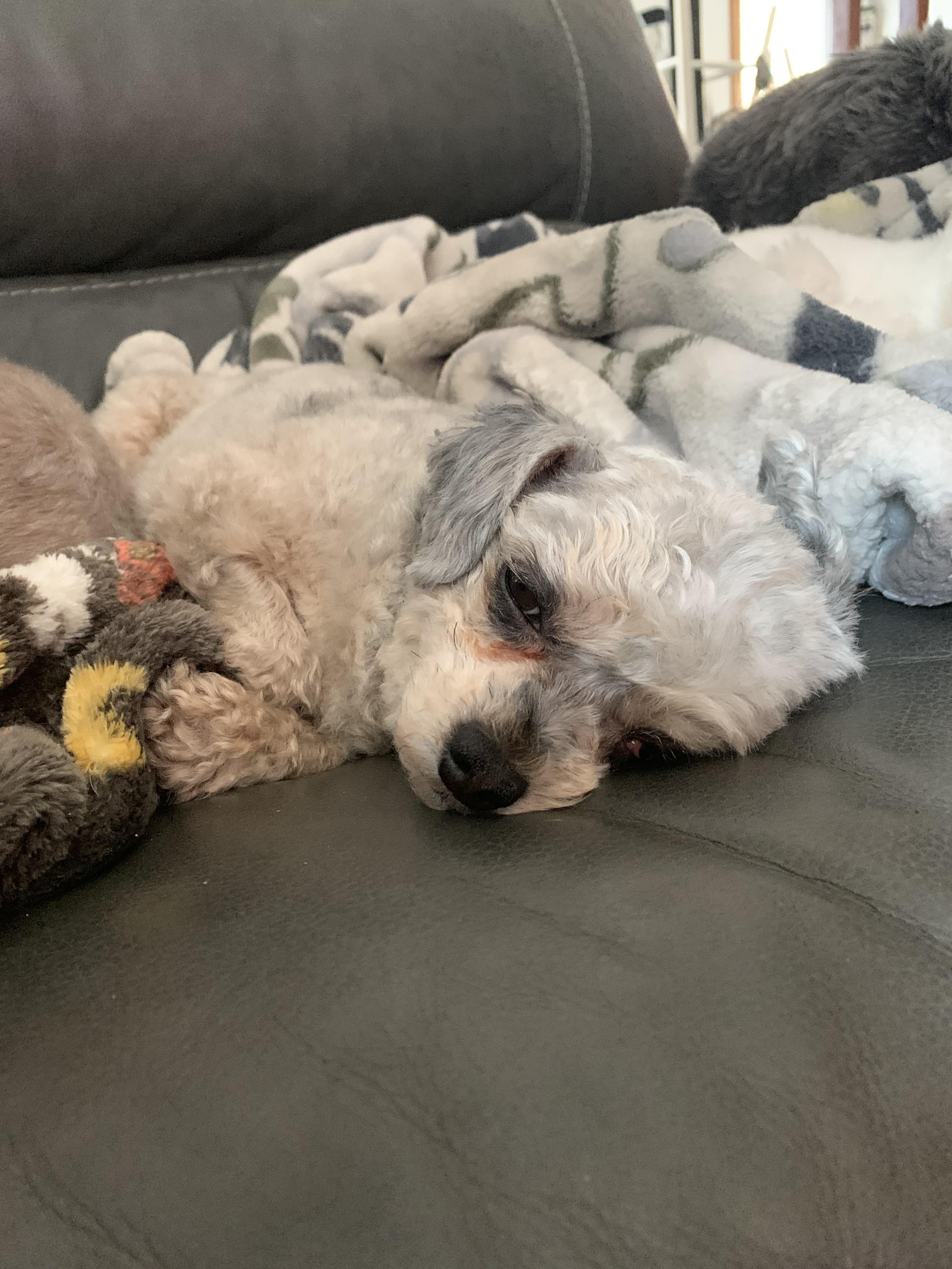 Hazel , a ADOPTABLE Yorkie Poo in Richmond, VA image 2/4