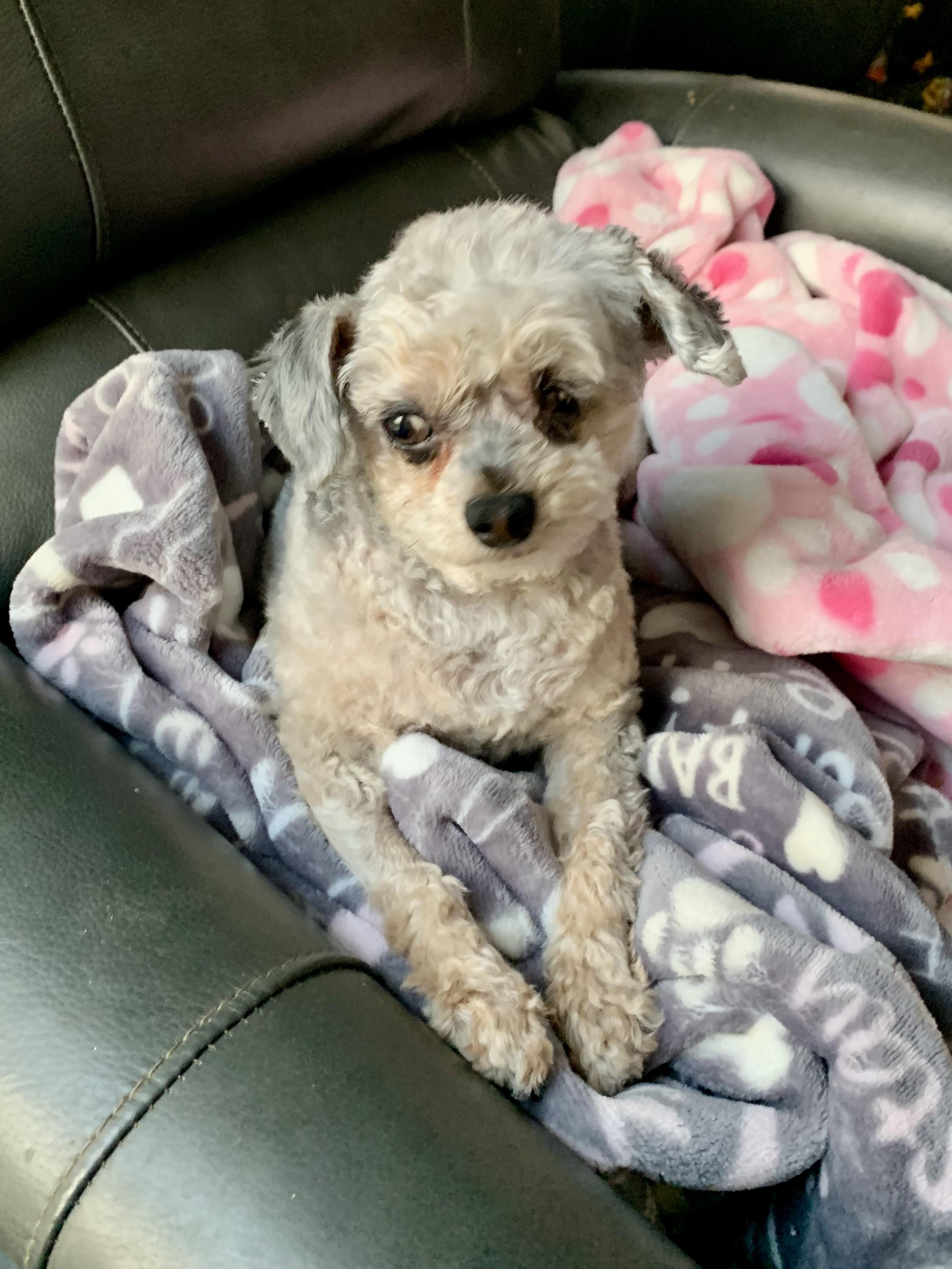 Hazel , a ADOPTABLE Yorkie Poo in Richmond, VA image 4/4