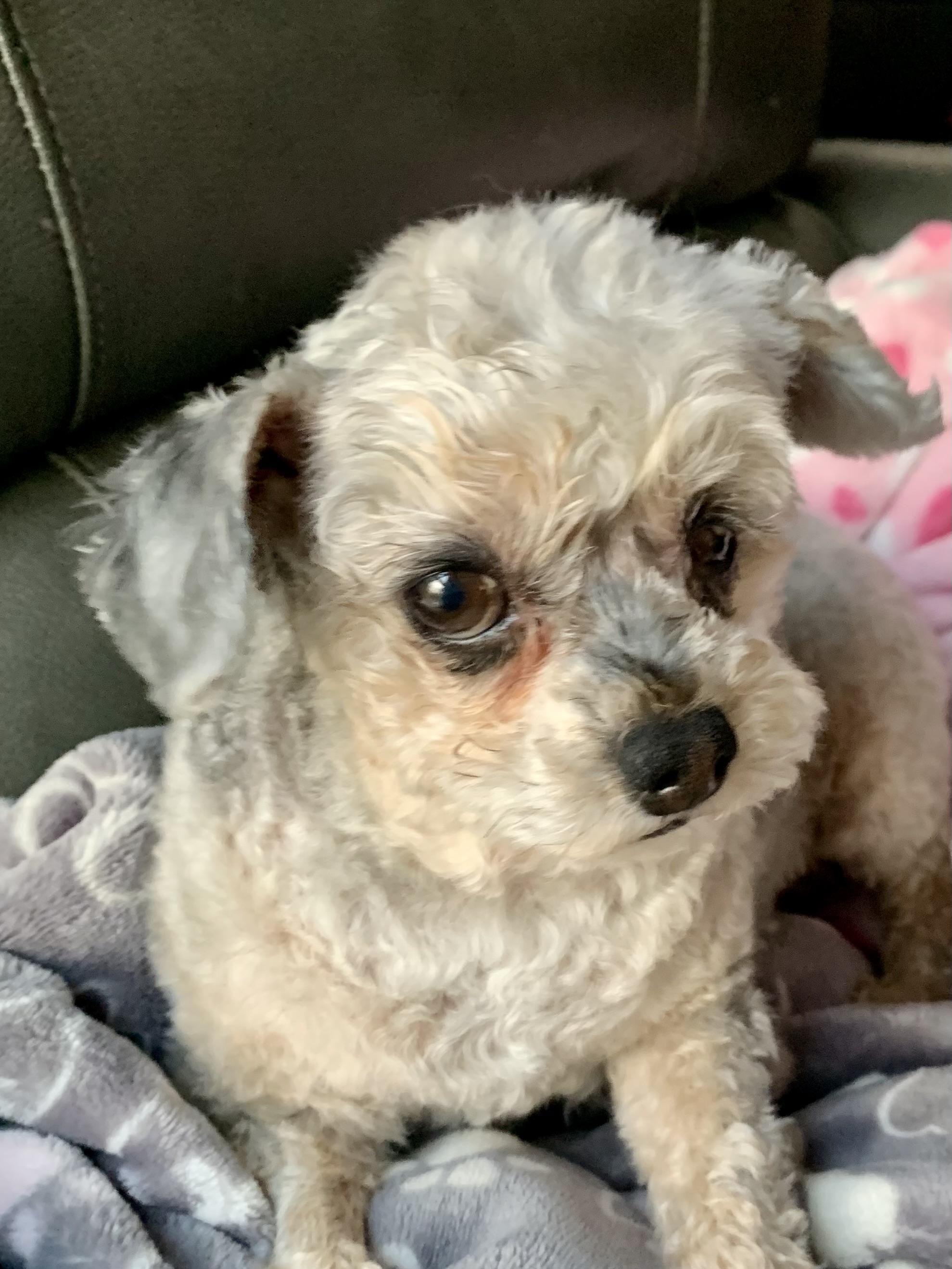 Hazel , a ADOPTABLE Yorkie Poo in Richmond, VA image 3/4