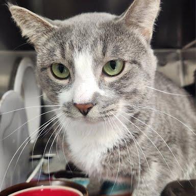 Enlarge Hunter, a Adoptable Domestic Short Hair in Allyn, WA image 1/2