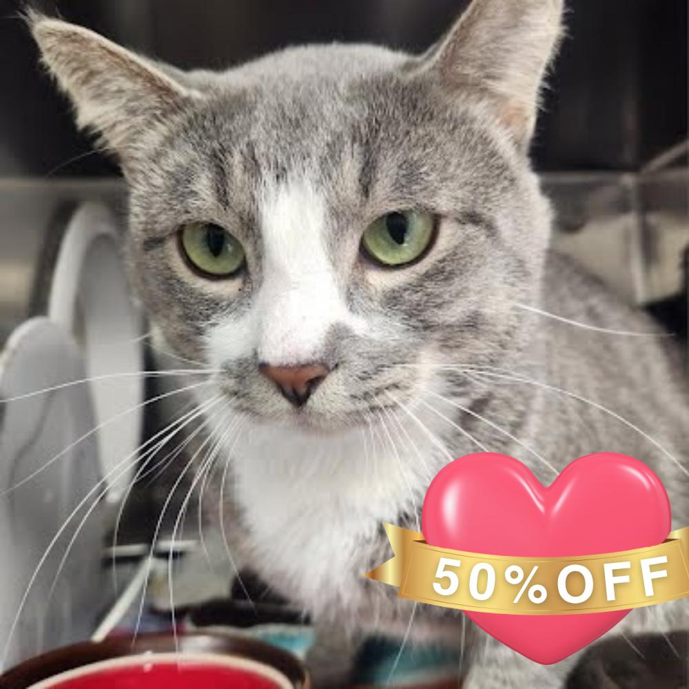 Enlarge Hunter, a Adoptable Domestic Short Hair in Allyn, WA image 2/2