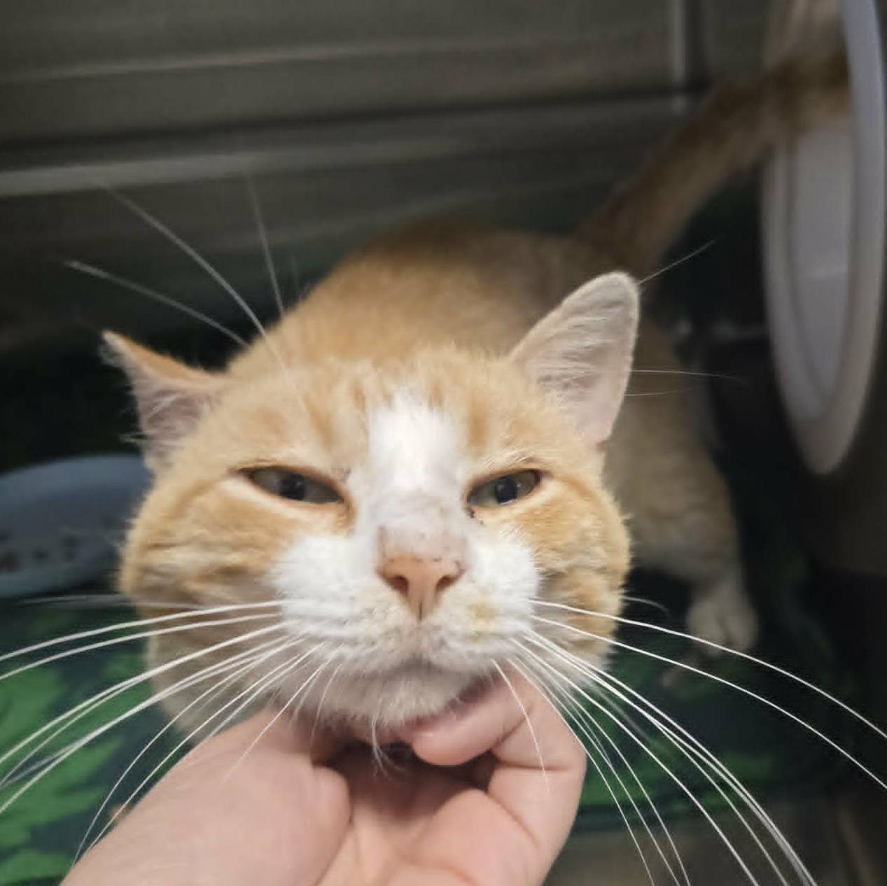 Tim, a ADOPTABLE Domestic Short Hair in Watertown, WI image 2/2