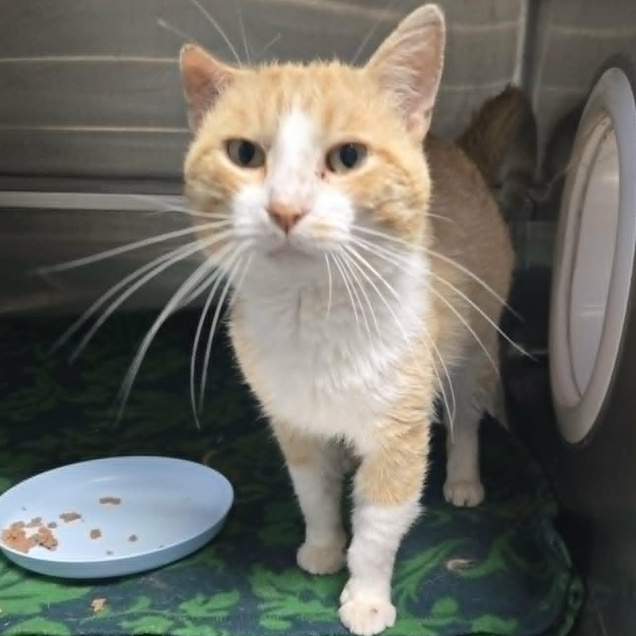 Tim, ADOPTABLE, Young Male Domestic Short Hair.