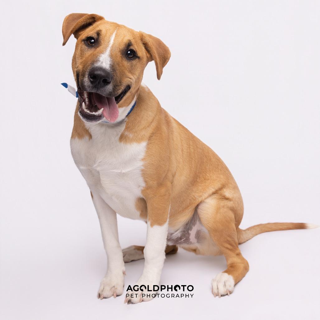 Niko, Adoptable, Young Male Hound & Mixed Breed.