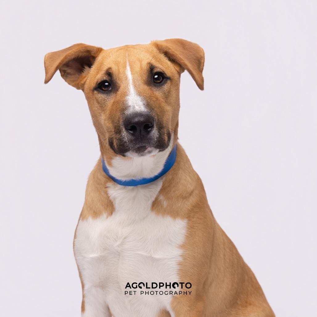 Enlarge Niko, a Adoptable mixed breed in Tampa, FL image 2/4