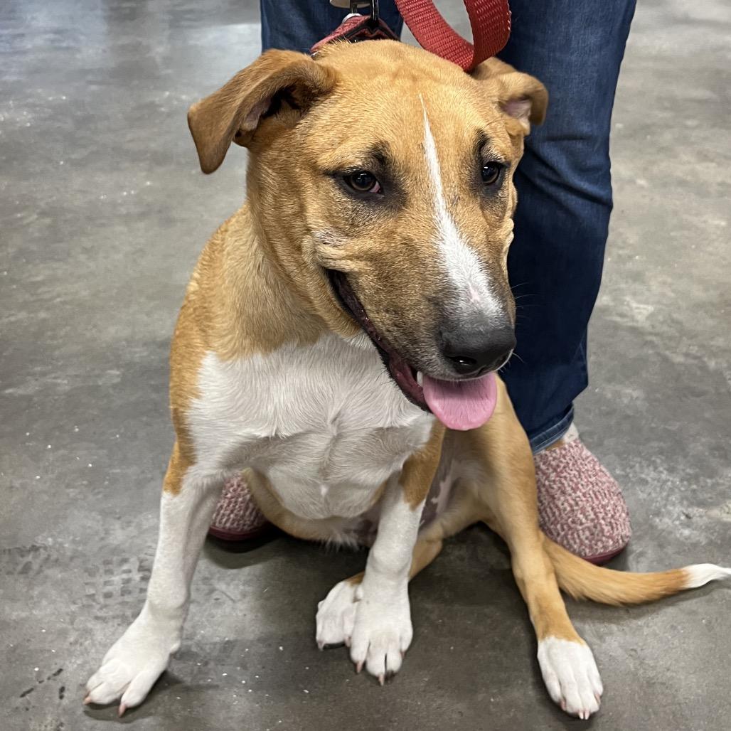 Enlarge Niko, a Adoptable mixed breed in Tampa, FL image 4/4