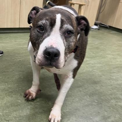 Enlarge Coco, a ADOPTABLE Mixed Breed in Dubuque, IA image 3/3