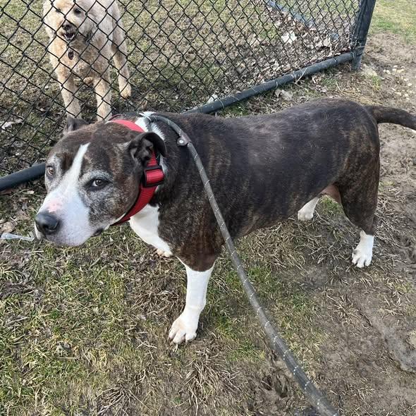 Enlarge Coco, a ADOPTABLE Mixed Breed in Dubuque, IA image 2/3