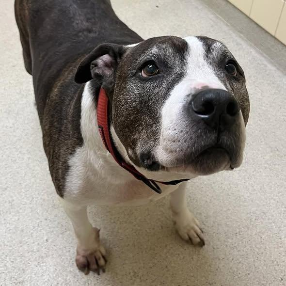 Enlarge Coco, a ADOPTABLE Mixed Breed in Dubuque, IA image 1/3