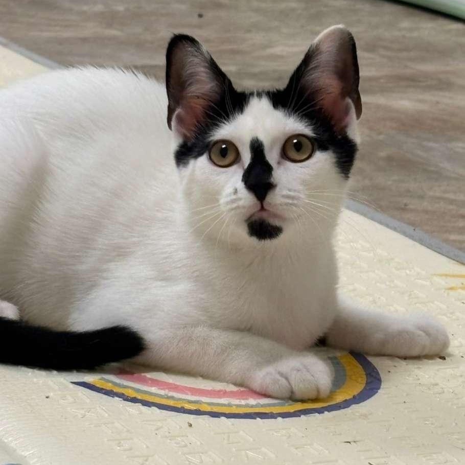 Enlarge Cherry and Maxie, a ADOPTABLE Domestic Short Hair in Astoria, NY image 4/6