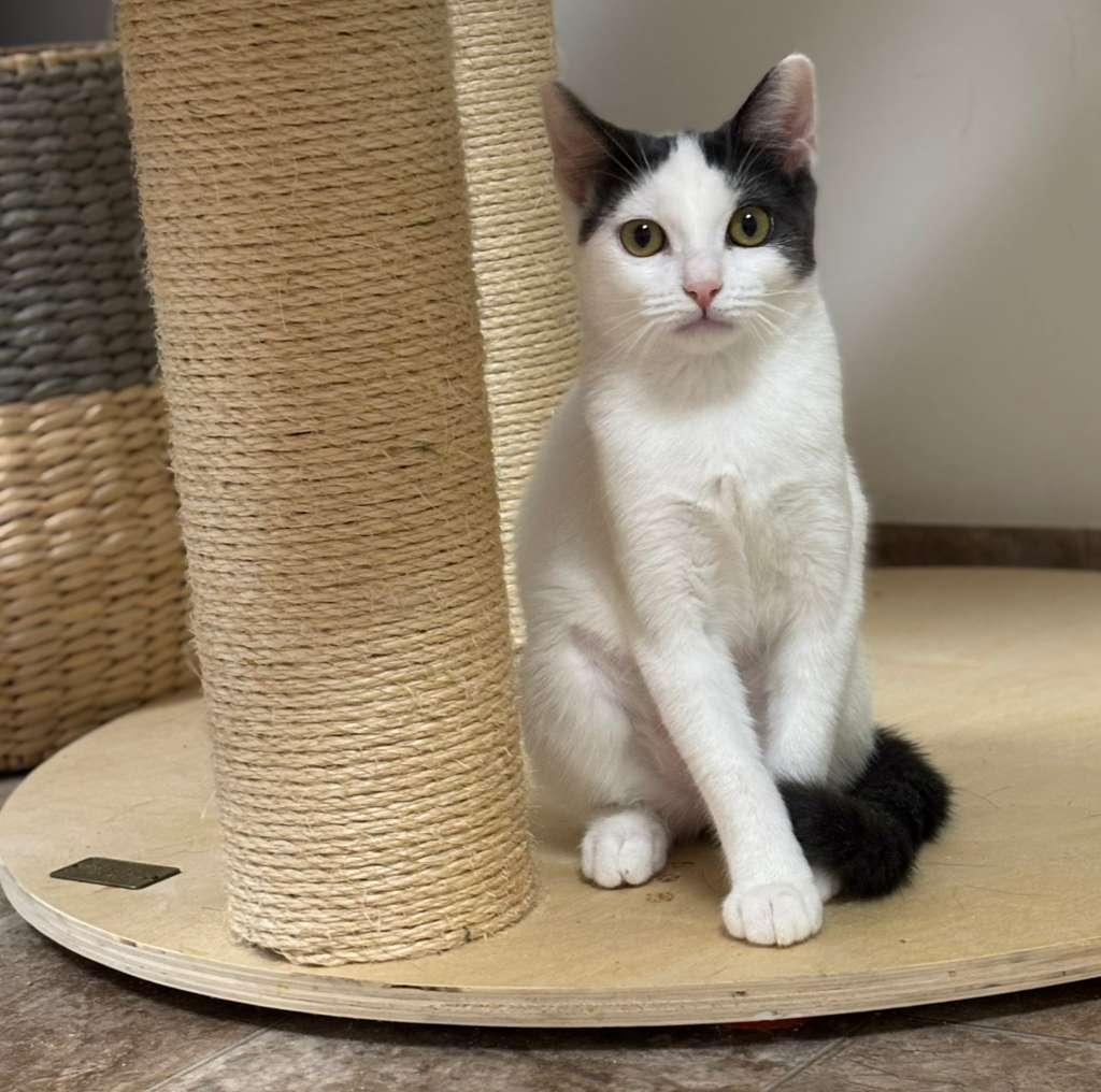 Enlarge Cherry and Maxie, a ADOPTABLE Domestic Short Hair in Astoria, NY image 5/6