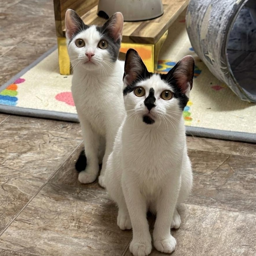 Cherry and Maxie, ADOPTABLE, Kitten Female Domestic Short Hair.