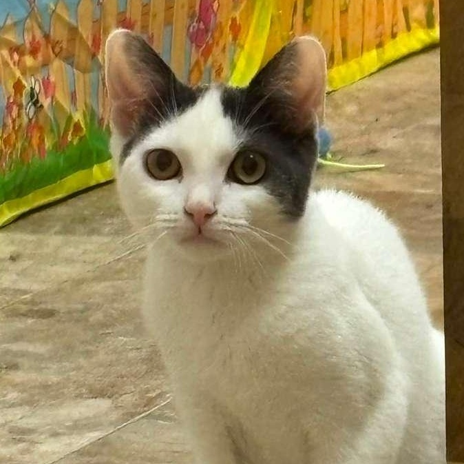 Enlarge Cherry and Maxie, a ADOPTABLE Domestic Short Hair in Astoria, NY image 2/6