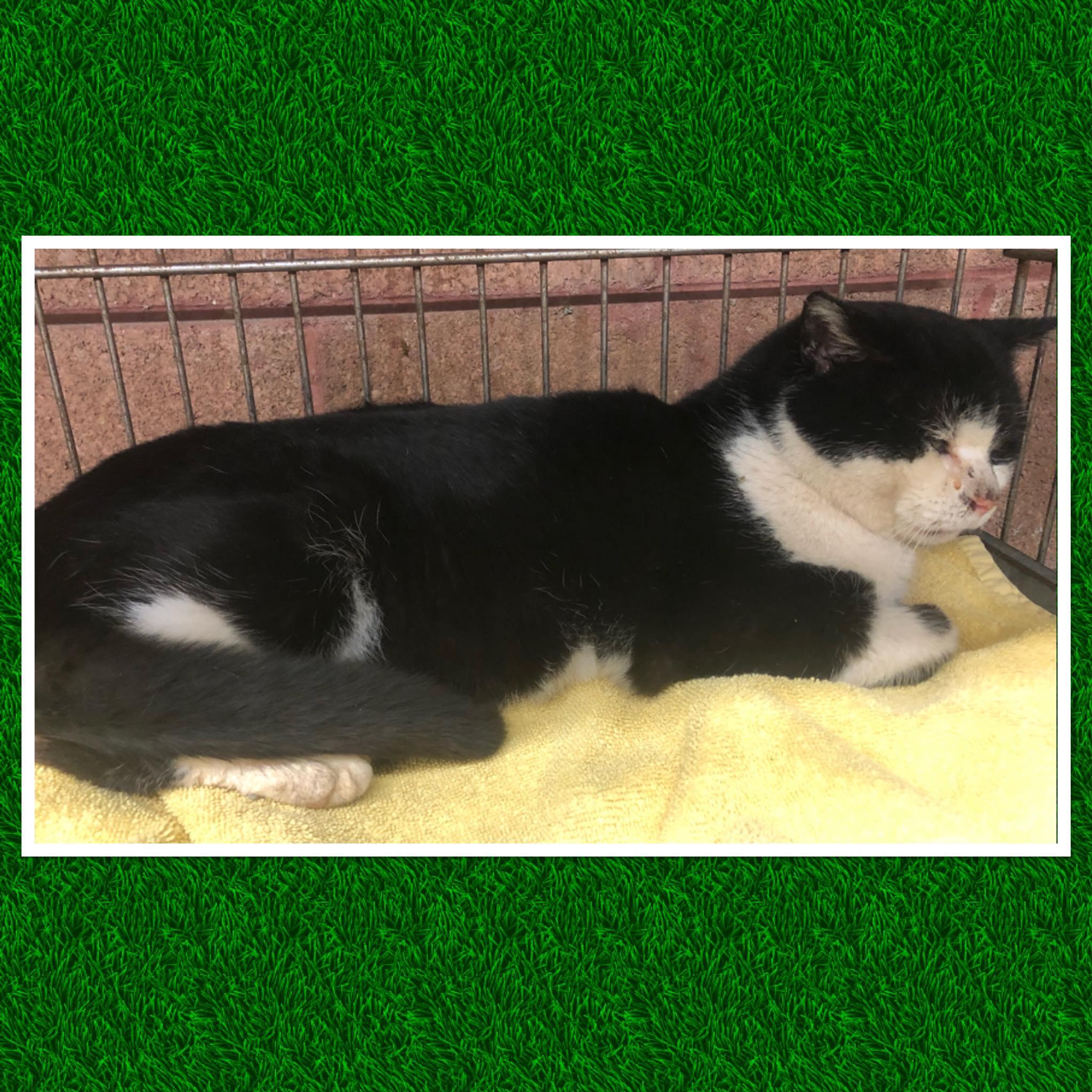 Enlarge OSCAR THE GROUCH, a ADOPTABLE Domestic Short Hair in Buckhannon, WV image 1/1