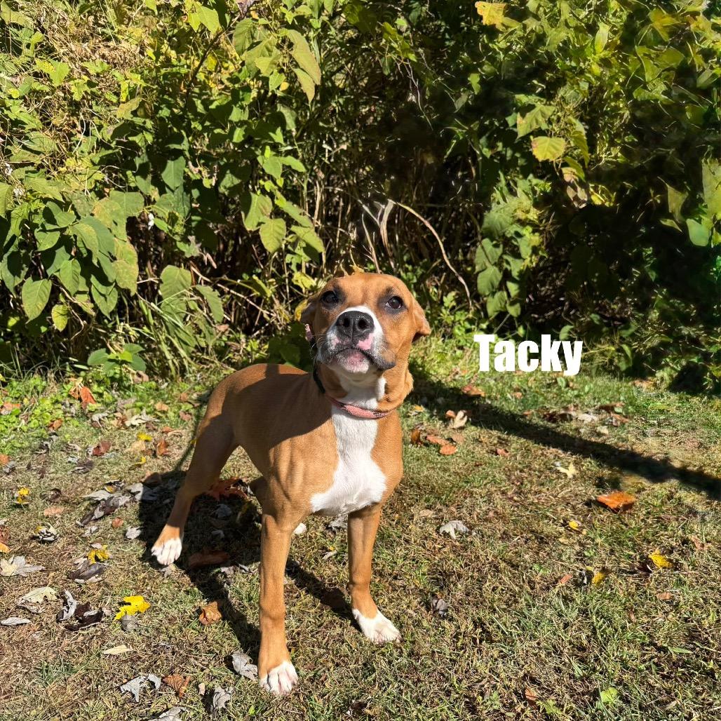 Tacky, Adoptable, Young Female Pit Bull Terrier & Boxer.
