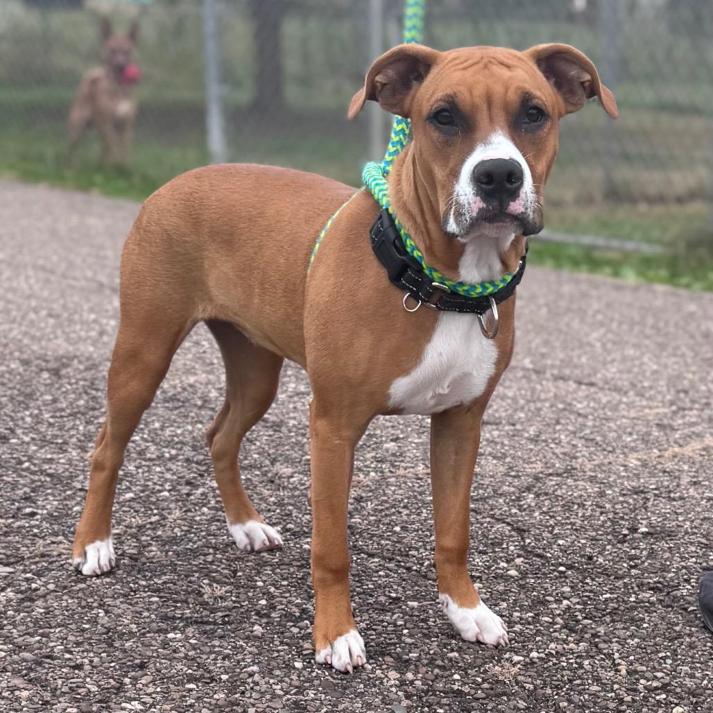 Enlarge Tacky, a Adoptable mixed breed in Parkersburg, WV image 2/6