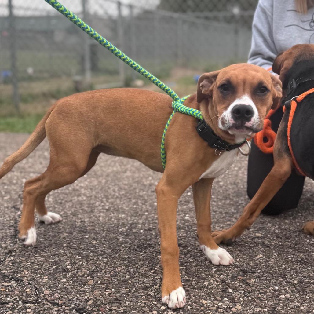 Enlarge Tacky, a Adoptable mixed breed in Parkersburg, WV image 3/6