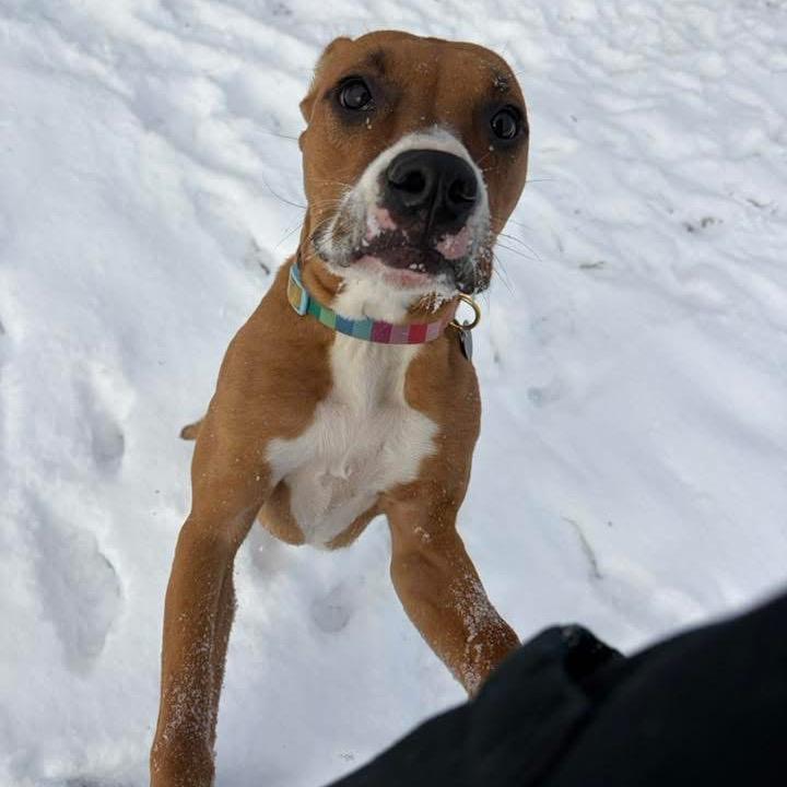 Enlarge Tacky, a Adoptable mixed breed in Parkersburg, WV image 4/6