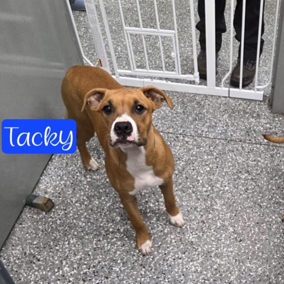 Enlarge Tacky, a Adoptable mixed breed in Parkersburg, WV image 5/6