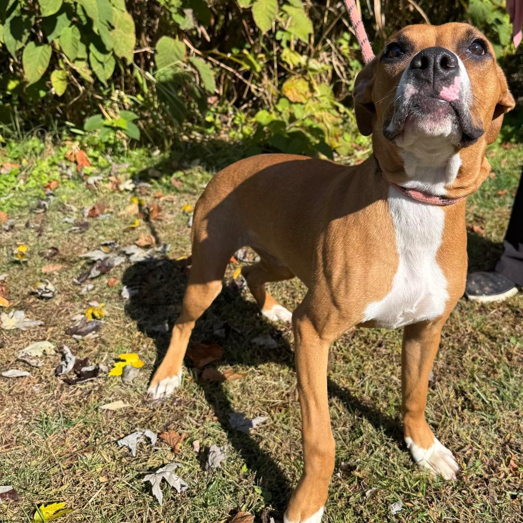 Enlarge Tacky, a Adoptable mixed breed in Parkersburg, WV image 6/6