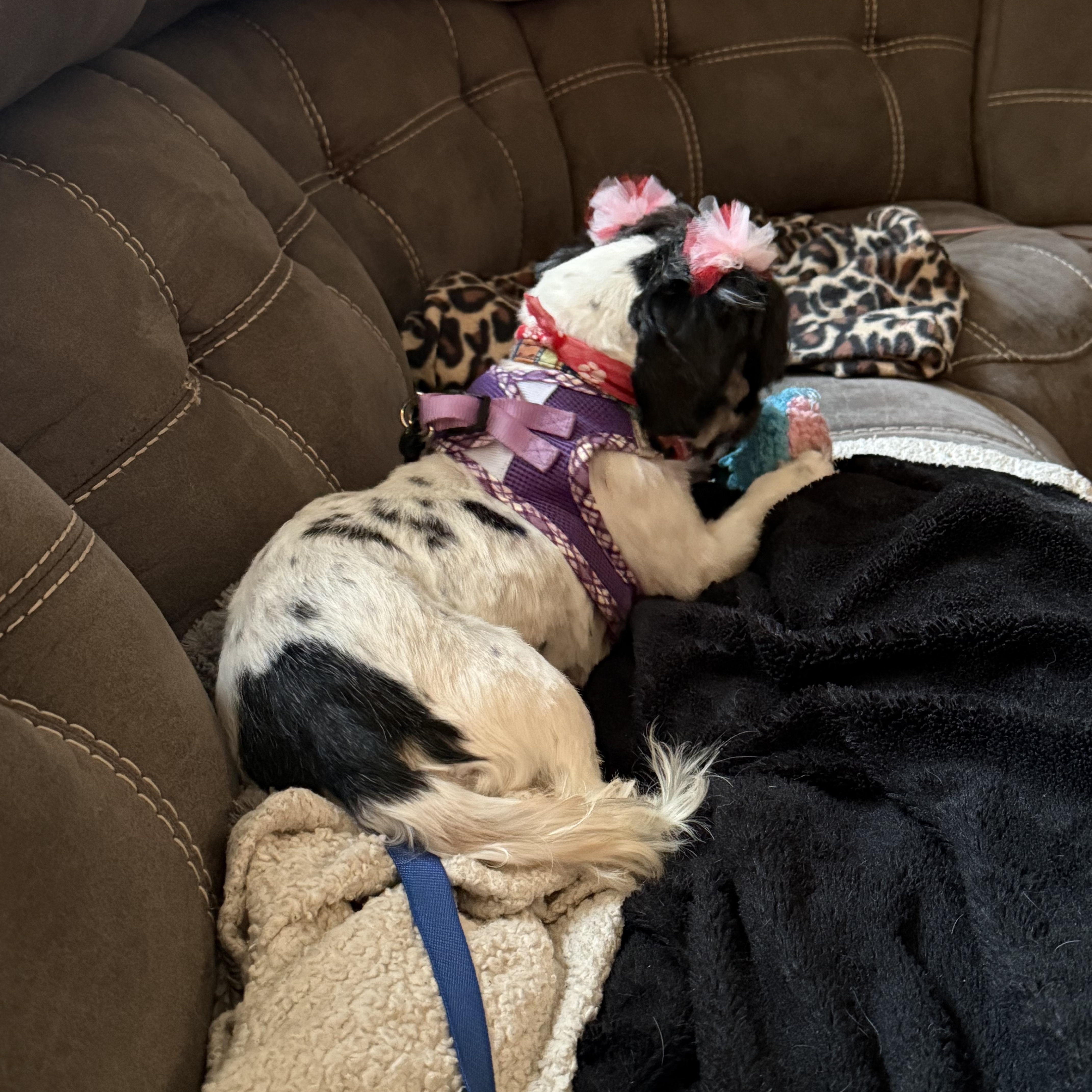 Enlarge Leela, a ADOPTABLE Shih Tzu in Union Grove, WI image 2/2