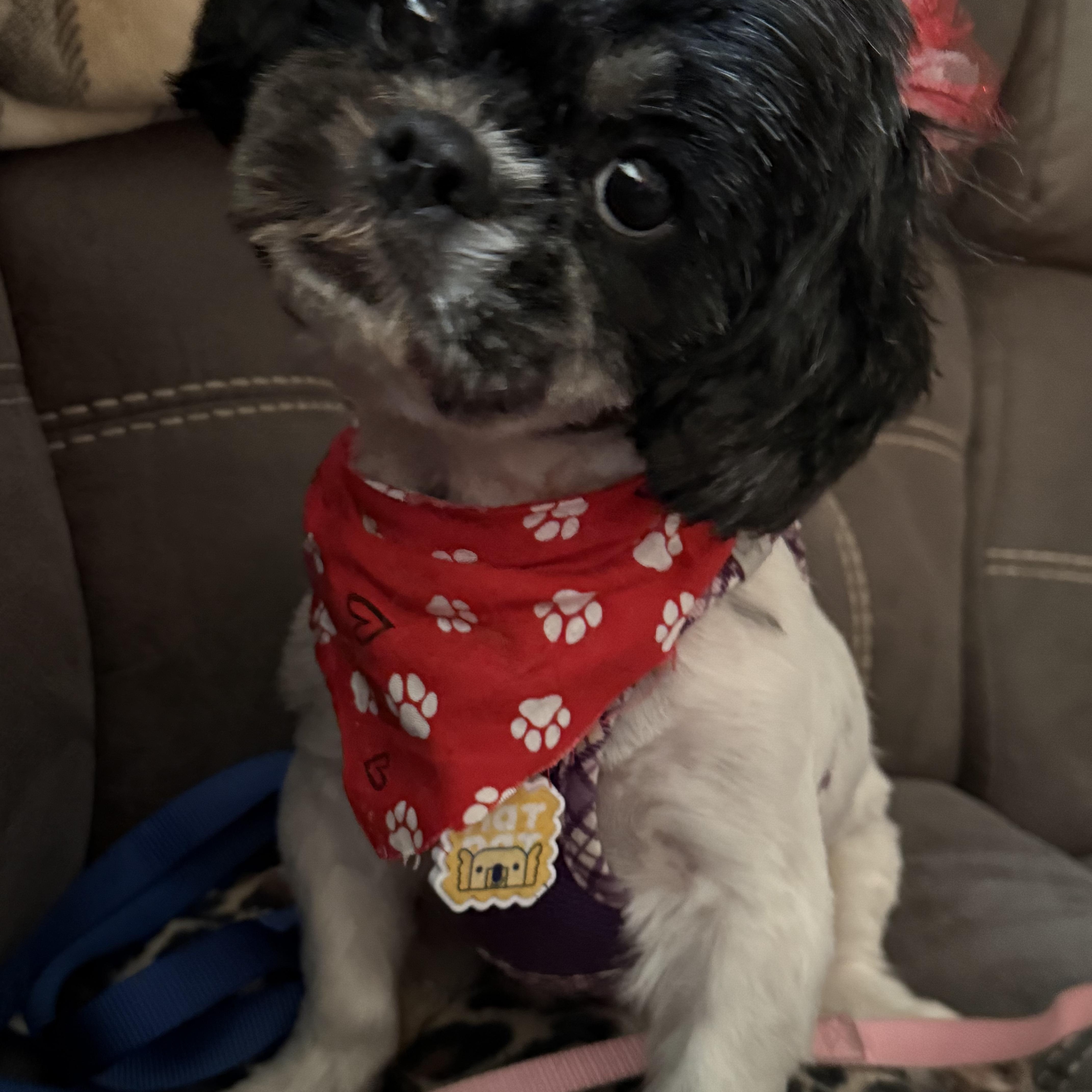 Enlarge Leela, a ADOPTABLE Shih Tzu in Union Grove, WI image 1/2
