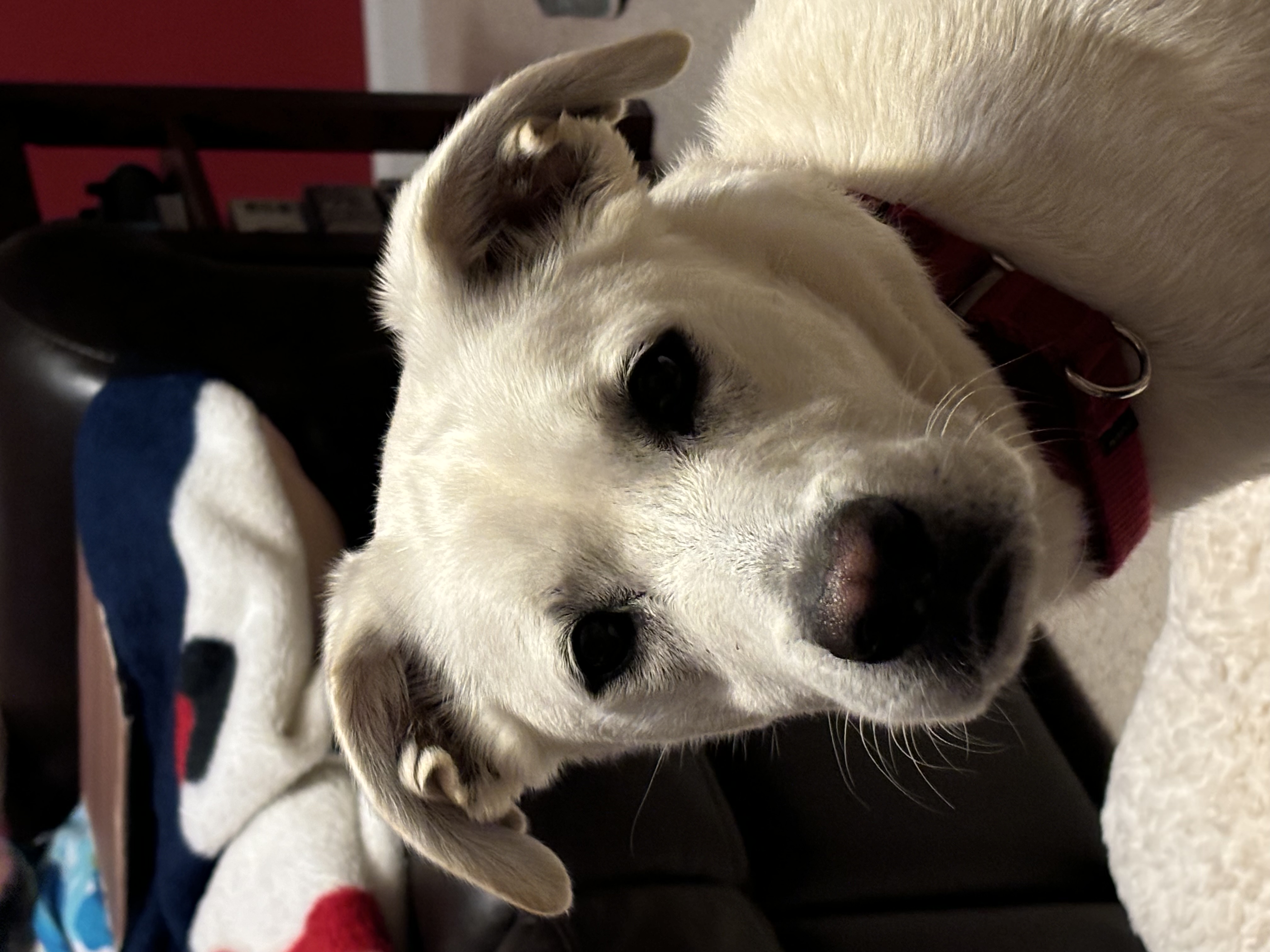 Enlarge Finn, a Adopted mixed breed in Far Hills, NJ image 2/4