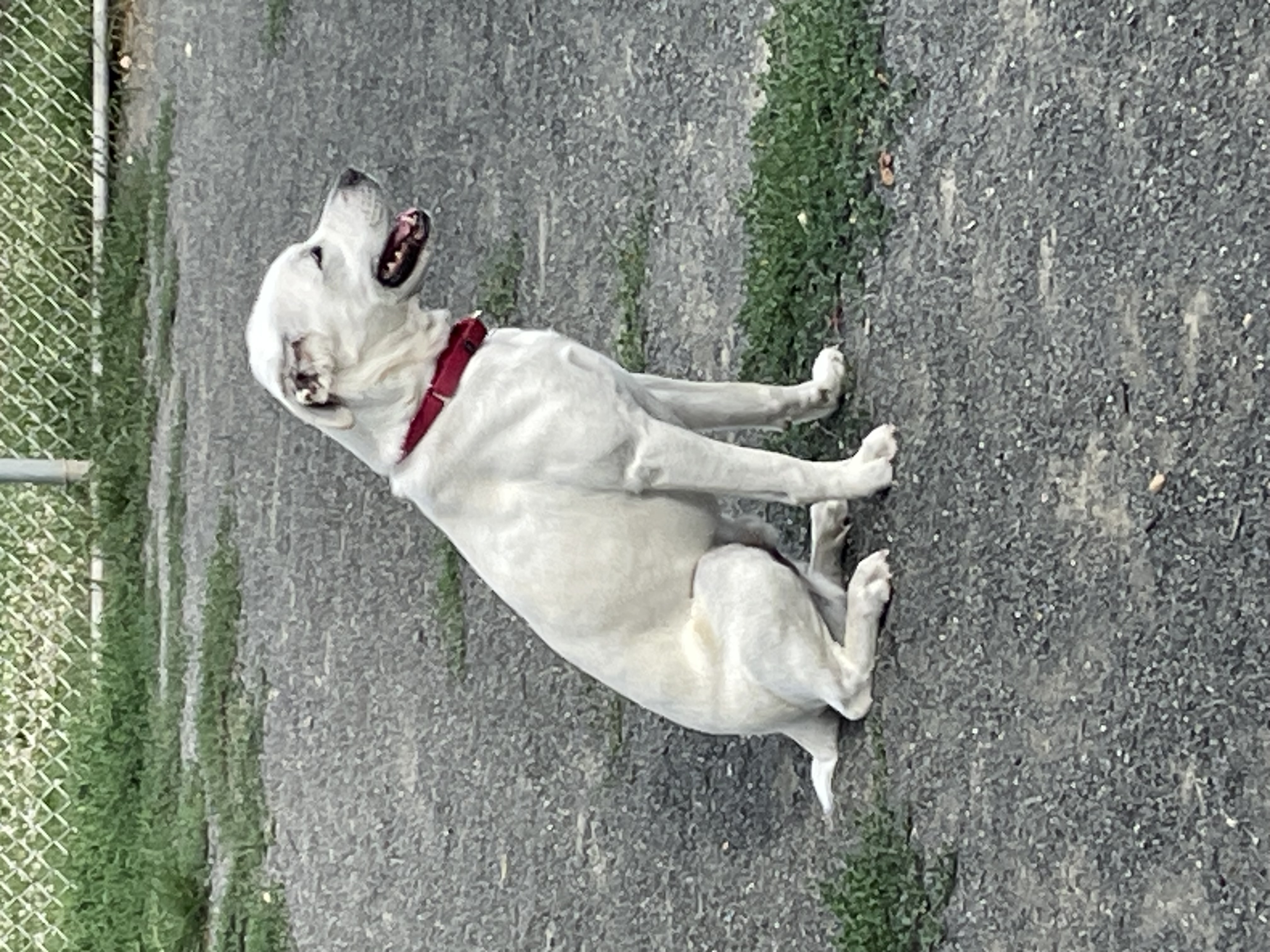 Enlarge Finn, a Adopted mixed breed in Far Hills, NJ image 3/4