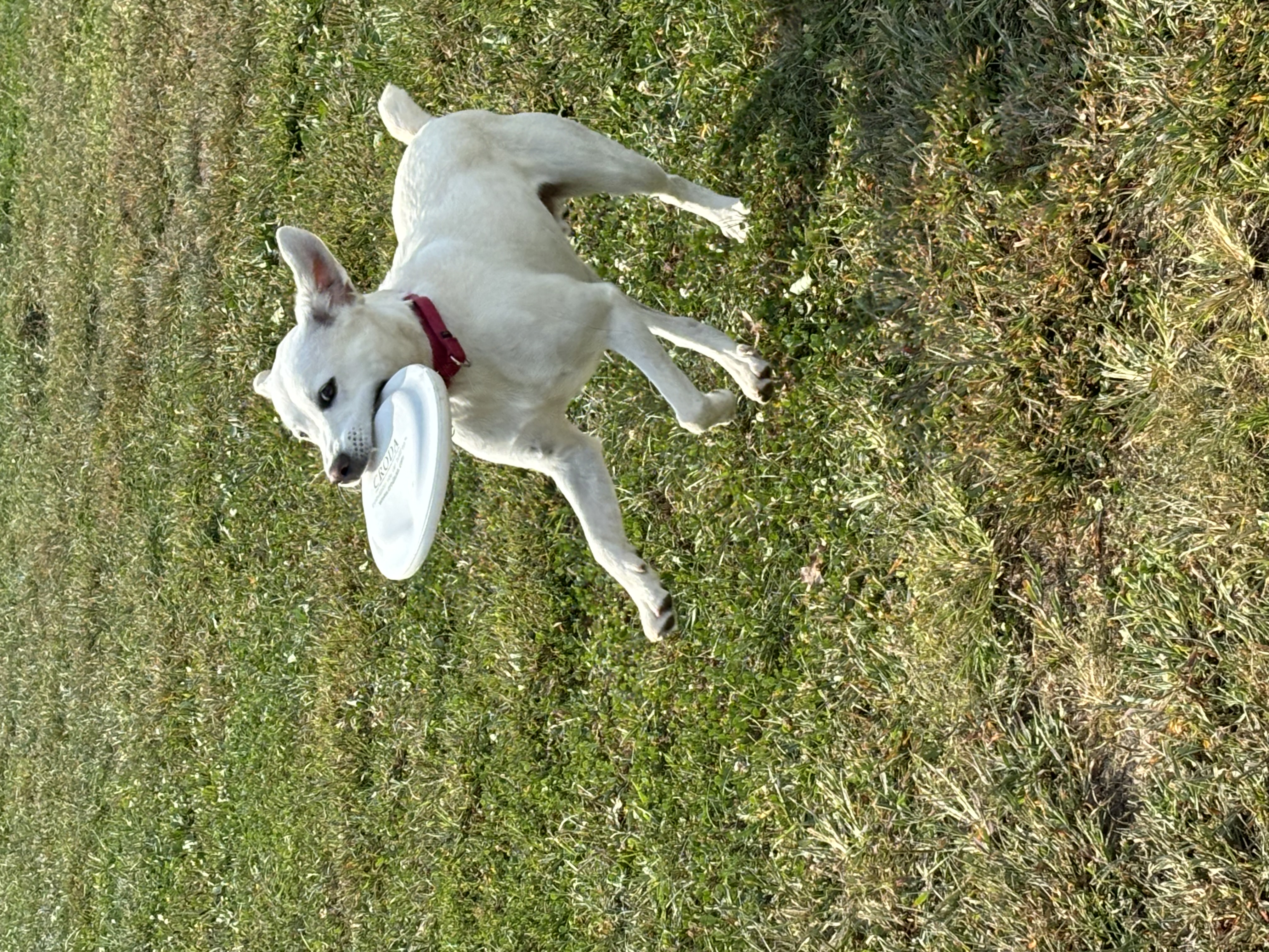 Enlarge Finn, a Adopted mixed breed in Far Hills, NJ image 1/4
