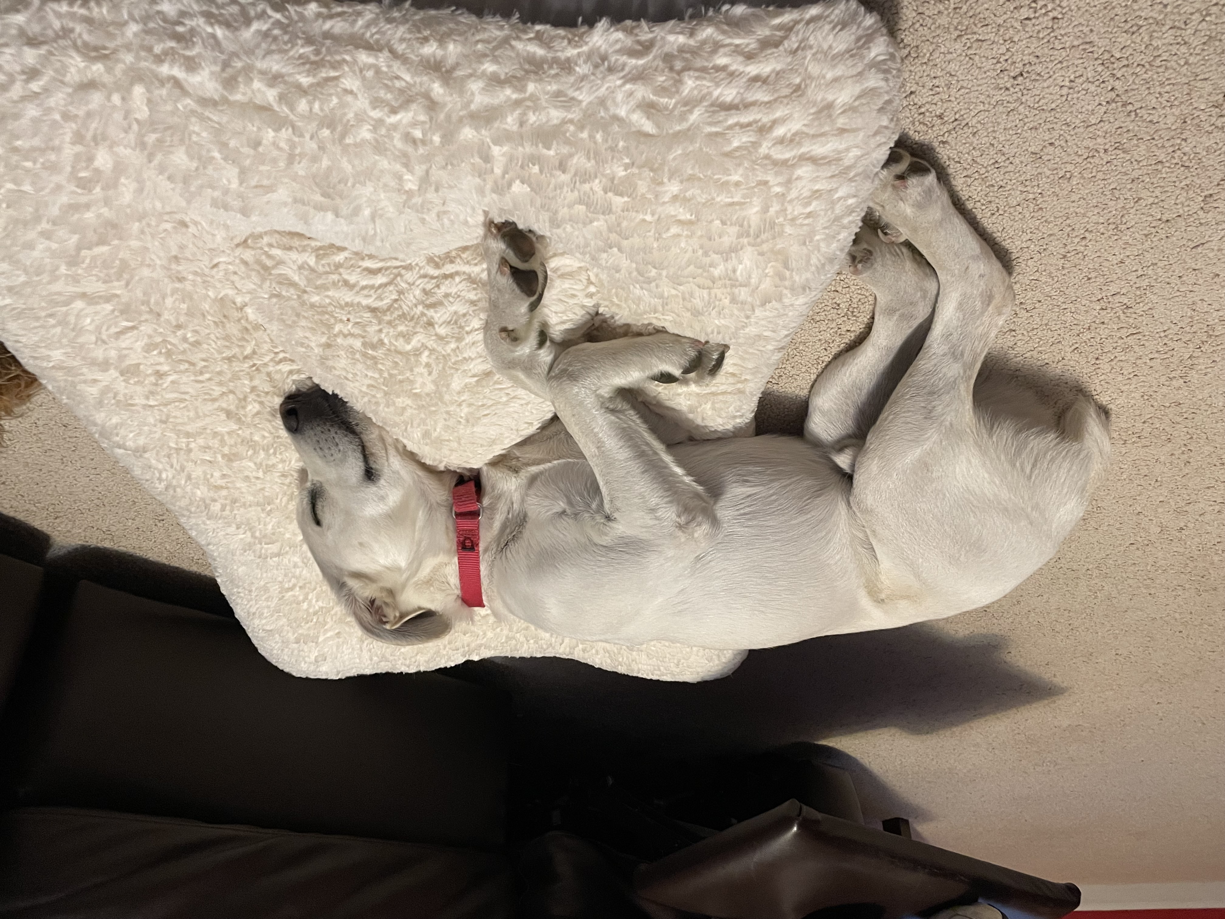 Enlarge Finn, a Adopted mixed breed in Far Hills, NJ image 4/4