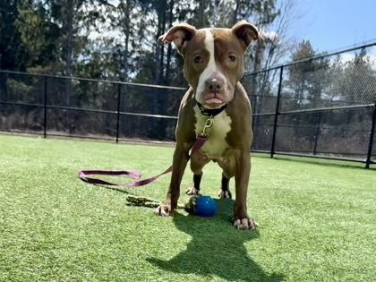 Nutmeg, Adopted, Young Female Mixed Breed.